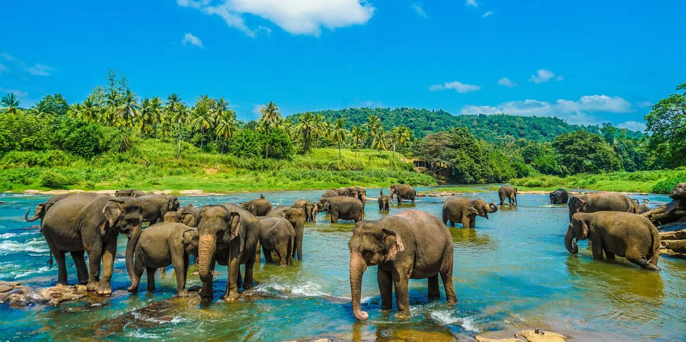 Wild elephants in Sri Lanka