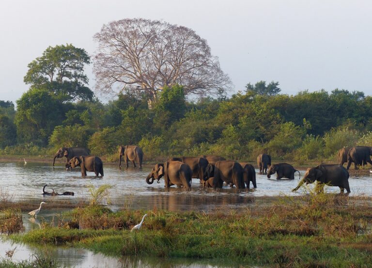 Udawalawa Safari